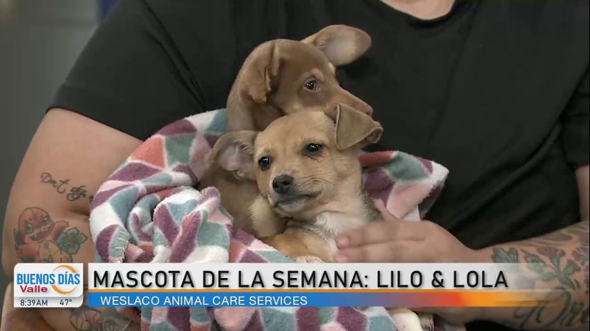 Comunidad: ¡Conozcan a las mascotas de la semana, Lilo y Lola!