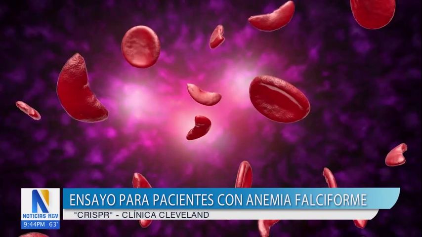 Salud y Vida: Realizan ensayo en pacientes con Anemia Falciforme