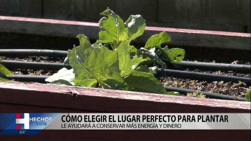 Cuidando el planeta: como elegir el lugar perfecto para plantar
