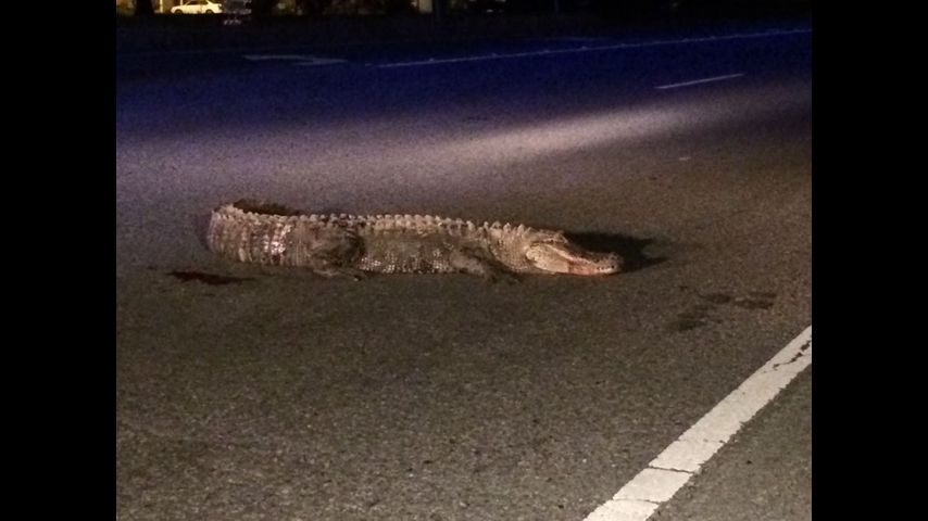 Ambulance hits alligator on Scenic Highway