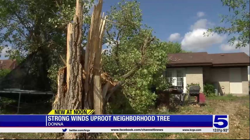 Strong winds uproot neighborhood tree in Donna