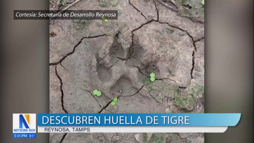 Funcionarios de Reynosa informan sobre el hallazgo de huellas del tigre escapado del zoológico Quinta La Fauna