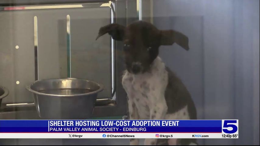 PVAS in Edinburg aiming to find homes for pets through campaign