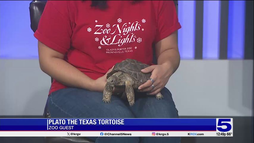 Zoo Guest: Plato the Texas tortoise