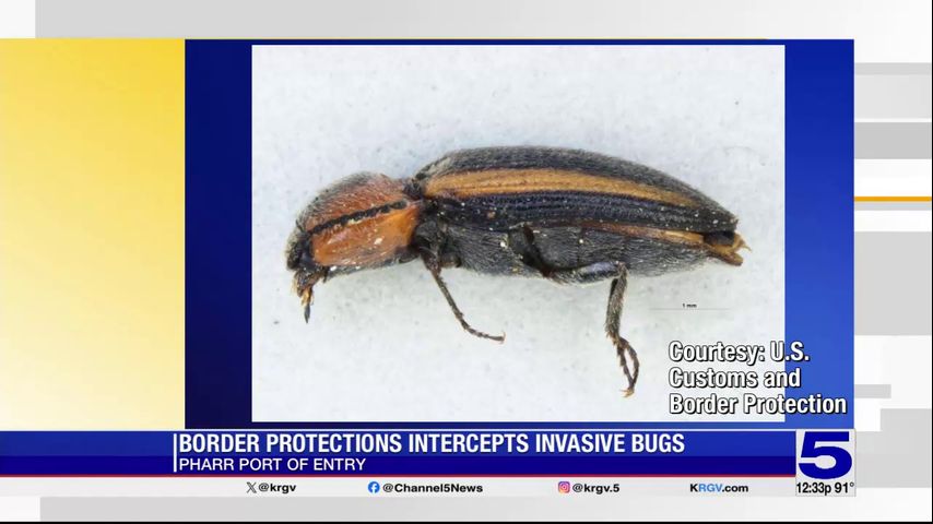 CBP intercepts three invasive bugs at Pharr port of entry