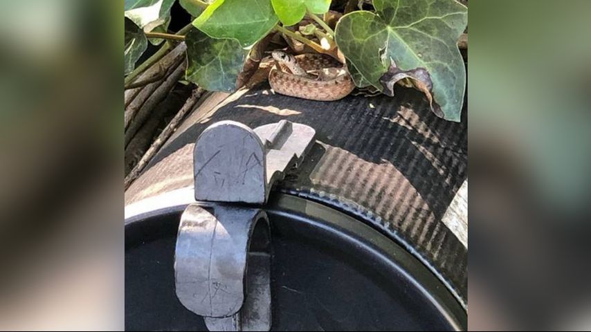 Snake on a mailbox halts mail delivery until it's relocated