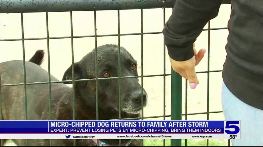 Valley animal shelters advising the public to microchip their pets due to stormy weather