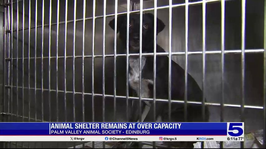 PVAS asking for fosters, adoptions after back-to-back animal hoarding cases in McAllen