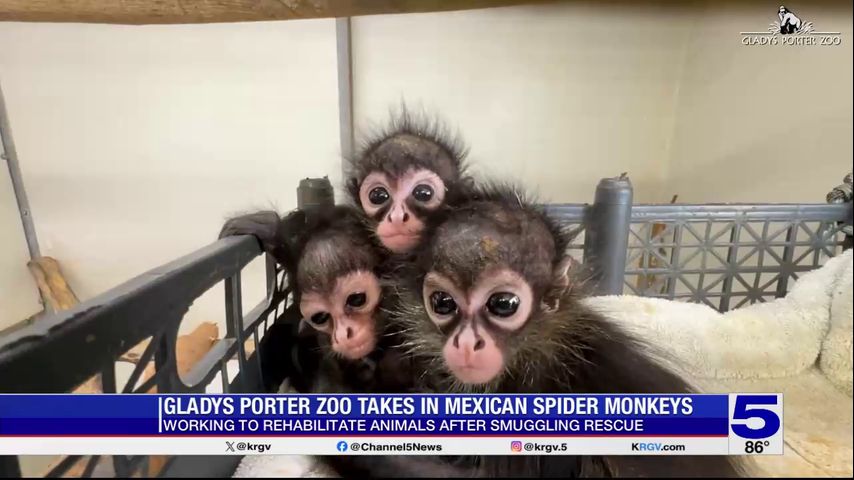 Gladys Porter Zoo rehabilitating spider monkeys seized at the border