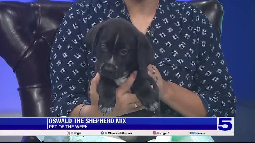 Pet of the Week: Oswald the Shepherd mix