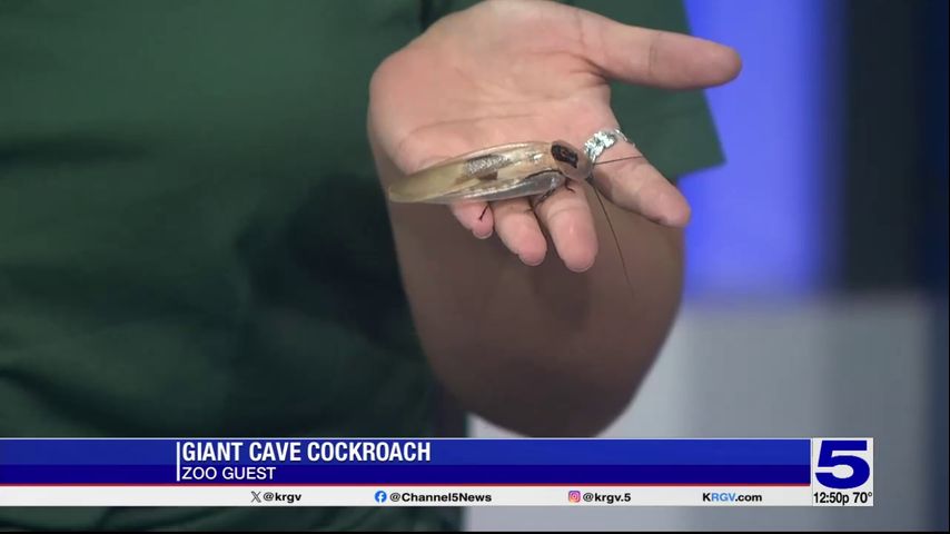Zoo Guest: Giant cave cockroach