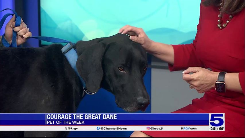 Pet of the Week: Courage the Great Dane