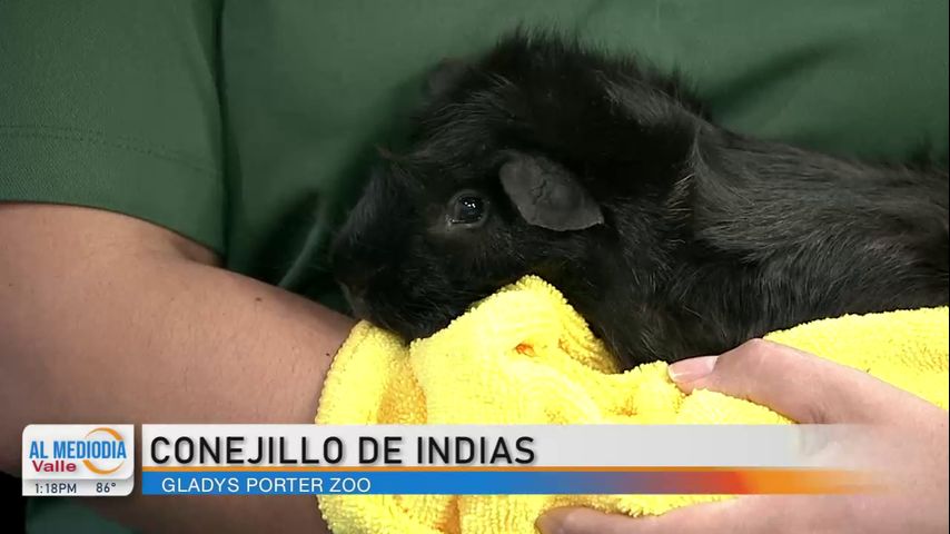 Desde el Zoológico: El conejillo de Indias