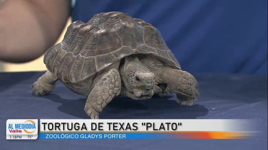 Desde El Zoológico: Presentan a la Tortuga de Texas