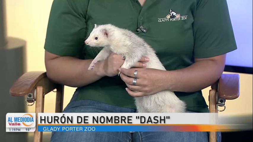 Desde el Zoológico: ¡El hurón, Dash!