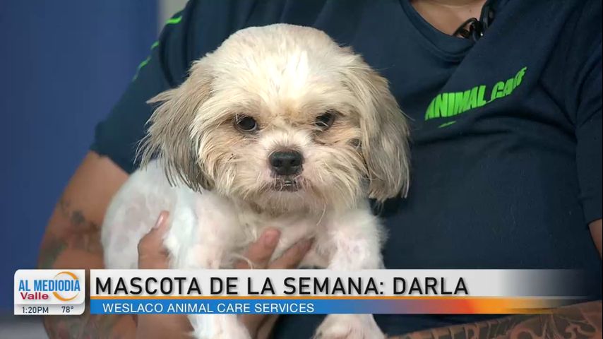 Mascota de la semana: ¡Conozca a la pequeña Darla!