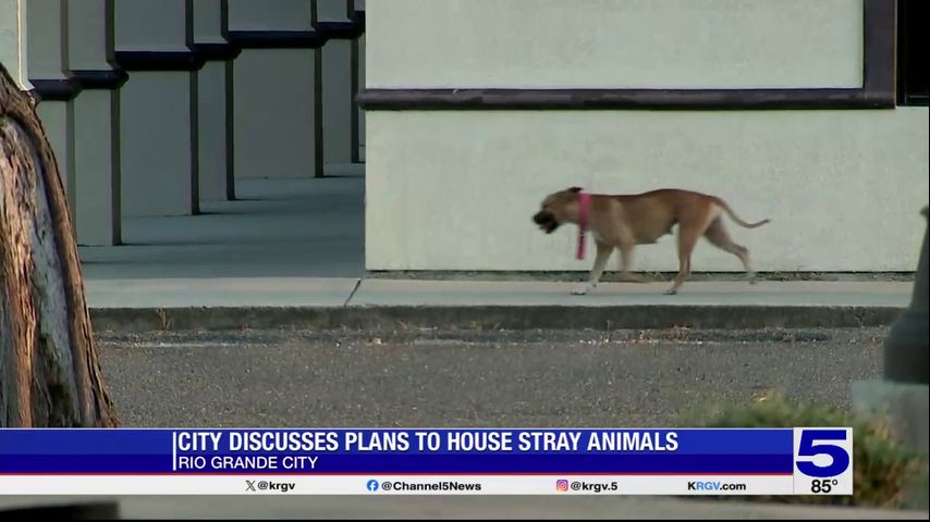 Residents discuss need to address stray animal population during Rio Grande City town hall