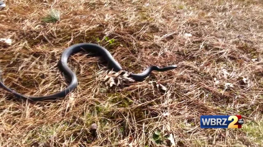 Large Number Of Blue Racer Snakes Spotted In Ascension Parish