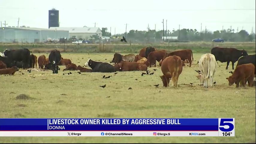 ‘Unusual and tragic:’ Bull believed to be responsible for death of Donna man