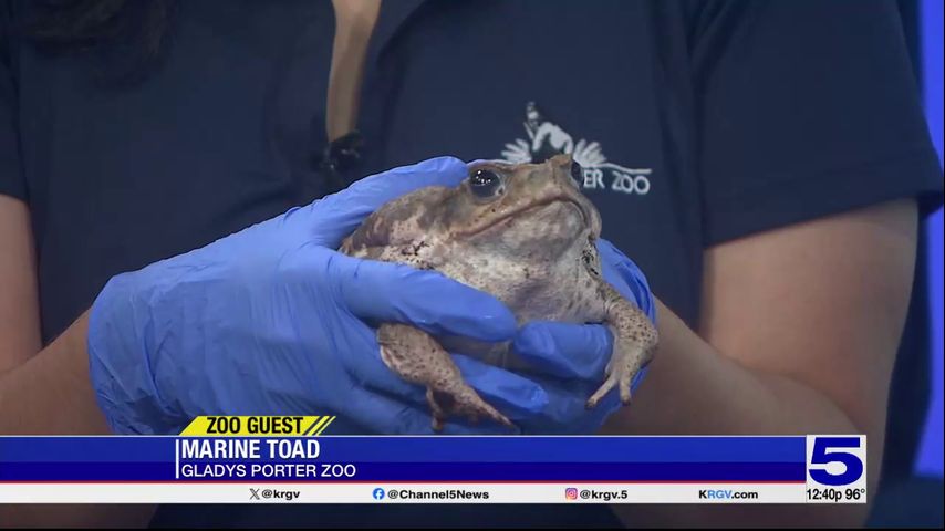 Zoo Guest: Marine Toad