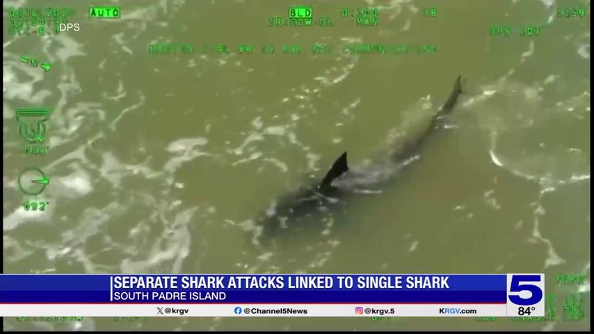 Authorities investigating shark attacks at South Padre Island