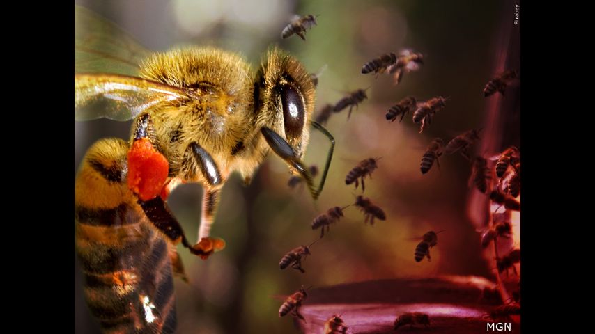 Reportan ataque de abejas en McAllen