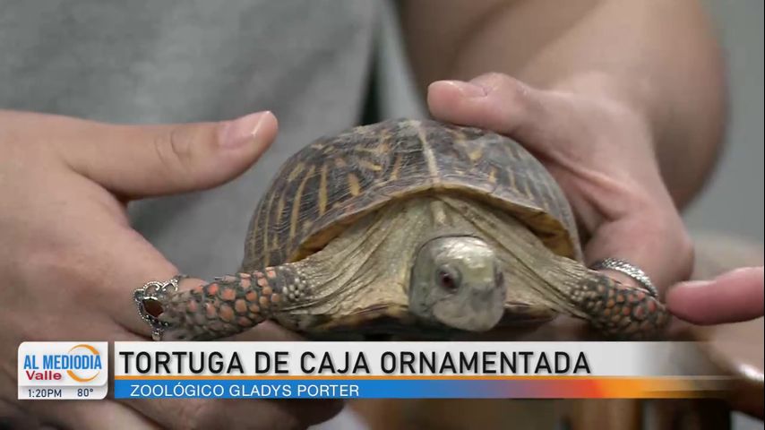 La Entrevista: Conozca una tortuga de caja ornamentada