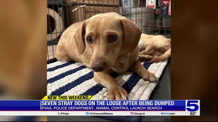 PVAS on the lookout for stray dogs on the loose after being dumped at Edinburg shelter