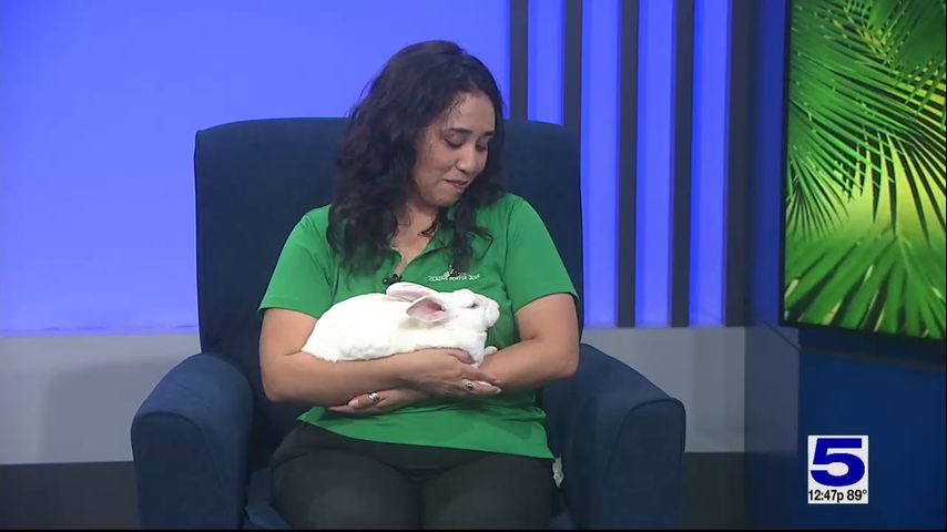 Zoo Guest: Rabbit