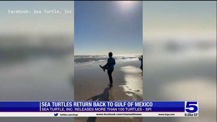 Sea Turtle Inc. releases turtles back into the Gulf of Mexico