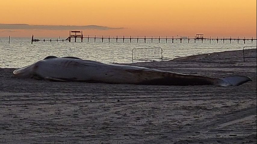 Dead endangered whale washes up on Mississippi Gulf Coast