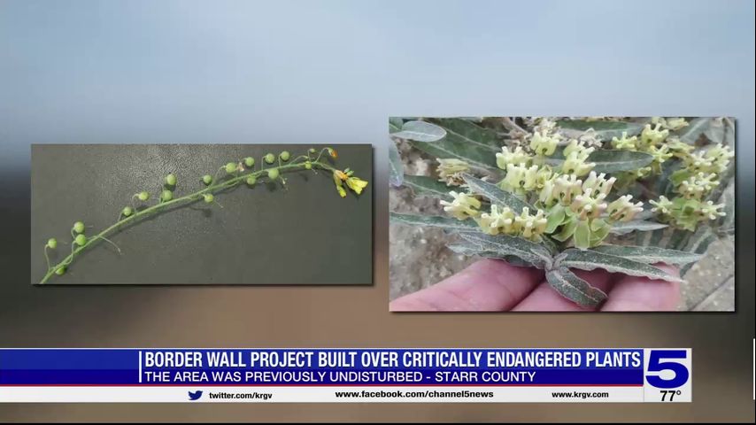 Starr County border wall construction affecting endangered plants