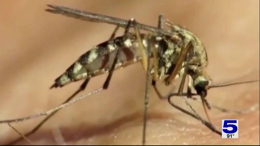 Hidalgo County confirms cases of West Nile virus, possible dengue cases