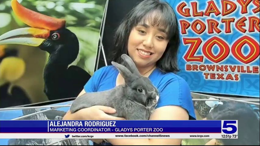 Zoo Guest - Hippo the rabbit