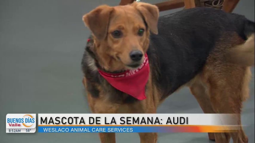 Mascota de la Semana: ¡Audi en busca de un hogar!