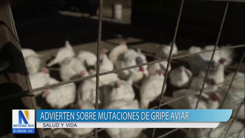 Detectan primer caso grave de gripe aviar H5N1 en EE.UU. con mutación