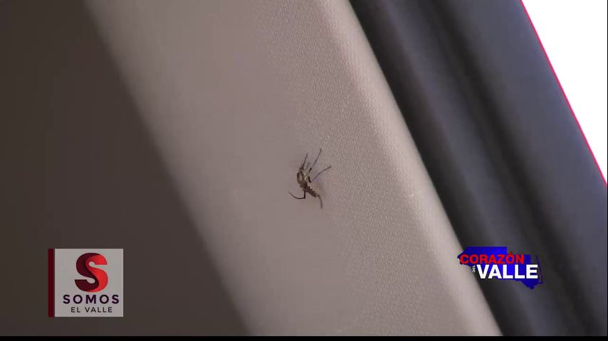 CDV: Raymondville batalla con aumento de mosquitos tras inundaciones