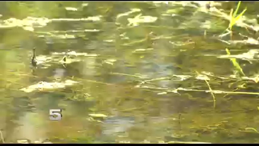 Alton Woman Says Nearby Stagnant Floodwater Attracting Mosquitoes