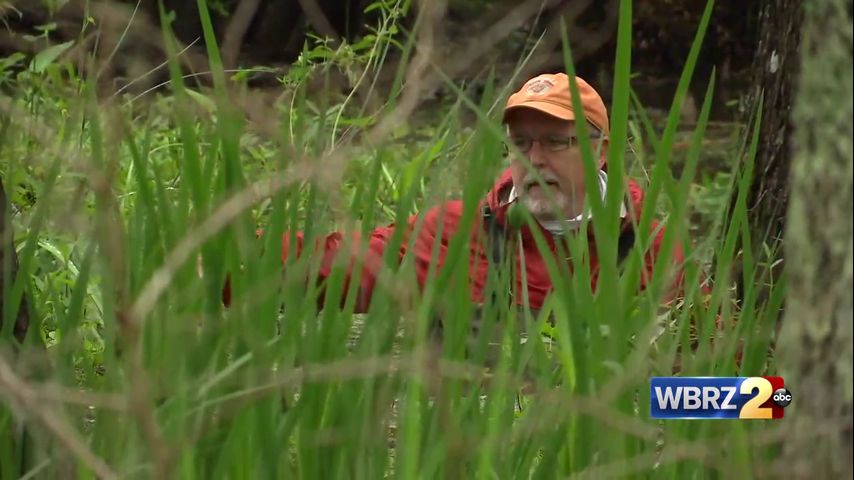 Protect swamps, slow storm surge