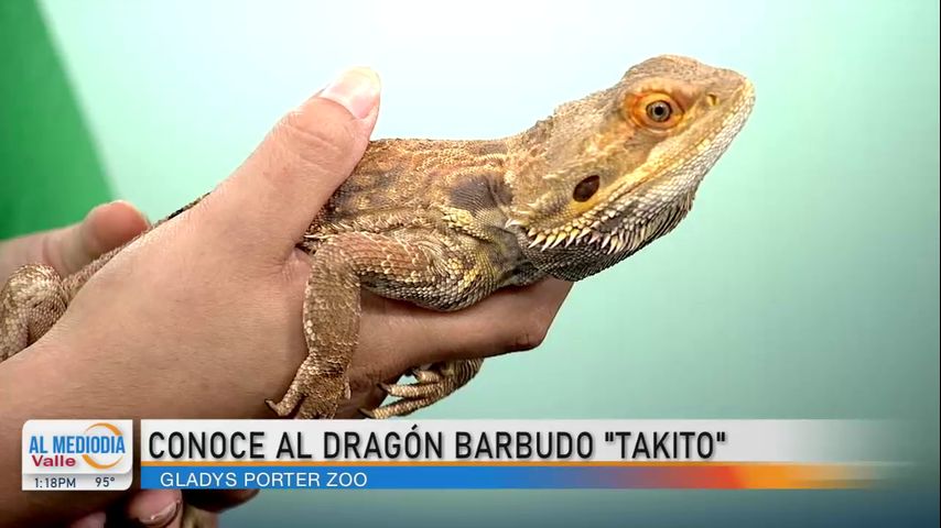 Presentan a Takito, el dragón barbudo originario de Australia