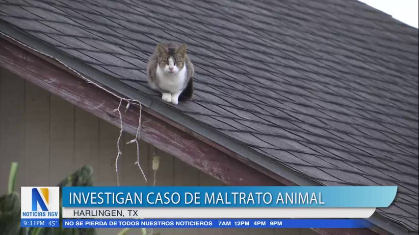 Denuncian casos de maltrato animal en Harlingen