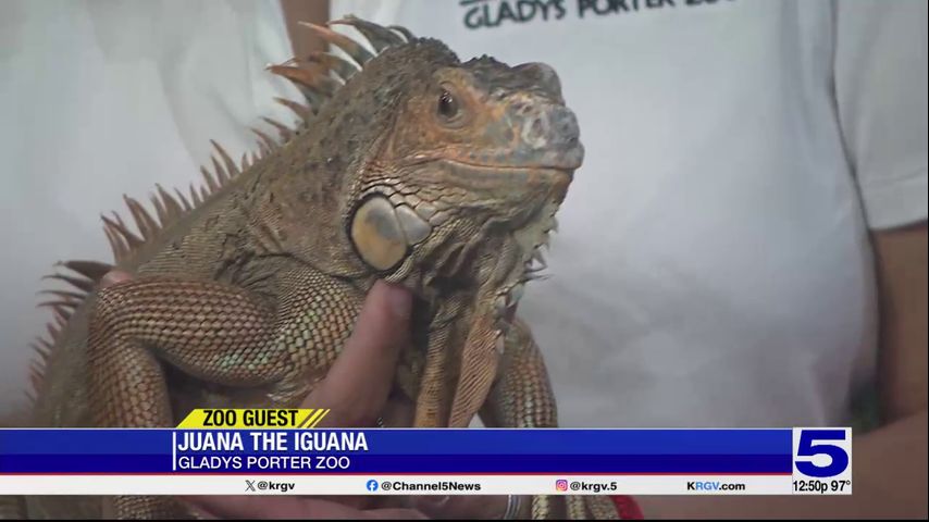 Zoo Guest: Juana the Iguana