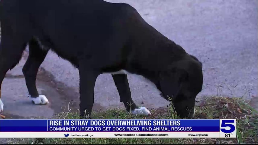 Rise in stray dogs overwhelming Valley shelters