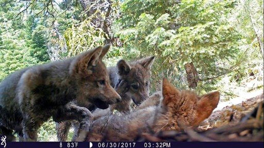 US moves to lift remaining gray wolf protections