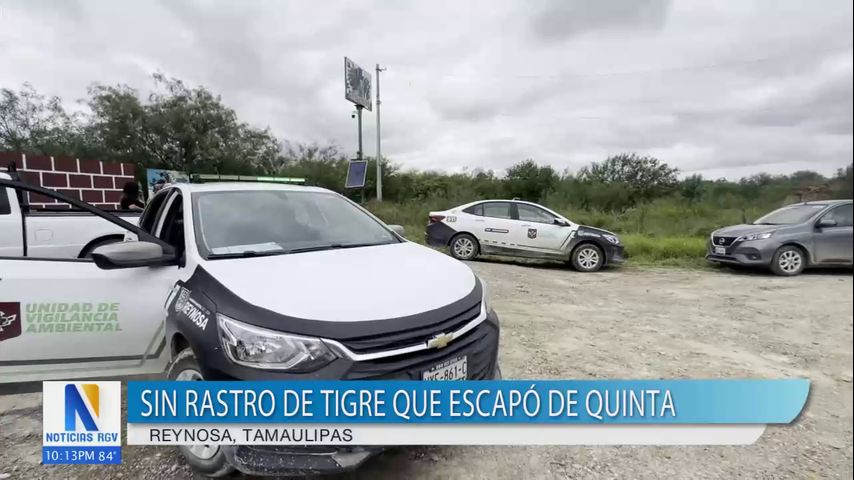 Sigue búsqueda tras un tigre suelto en Reynosa