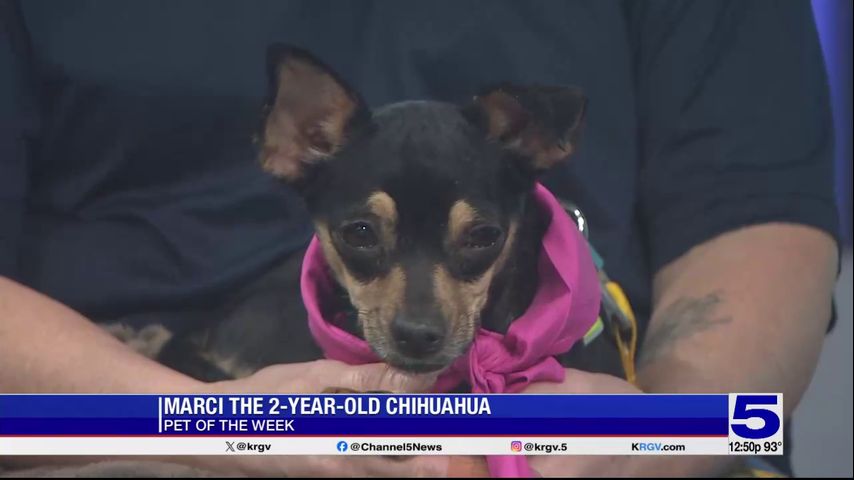 Pet of the Week: Marci, the 2-year-old Chihuahua