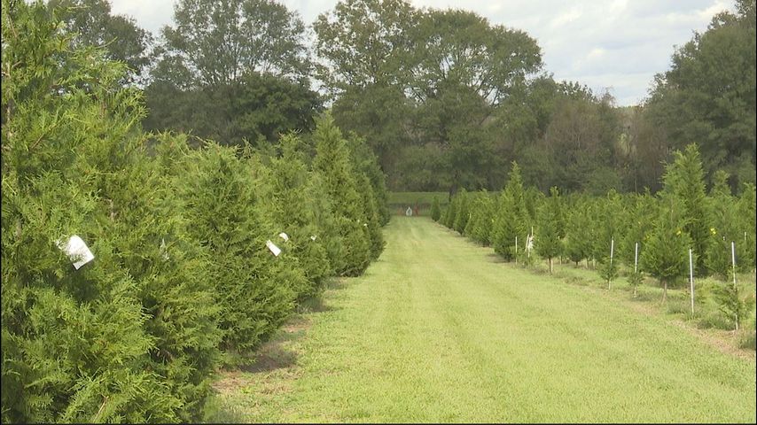 Louisiana Christmas tree farm ready for holiday rush after drought recovery