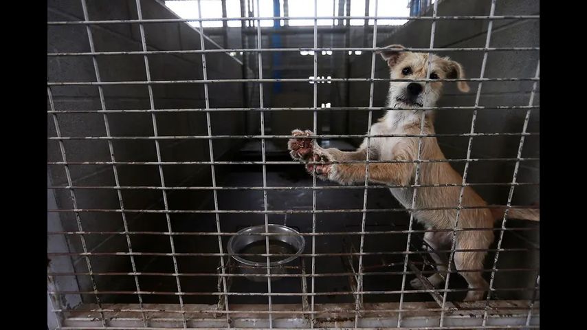 New Texas law bars animal cruelty offenders from owning animals for five years
