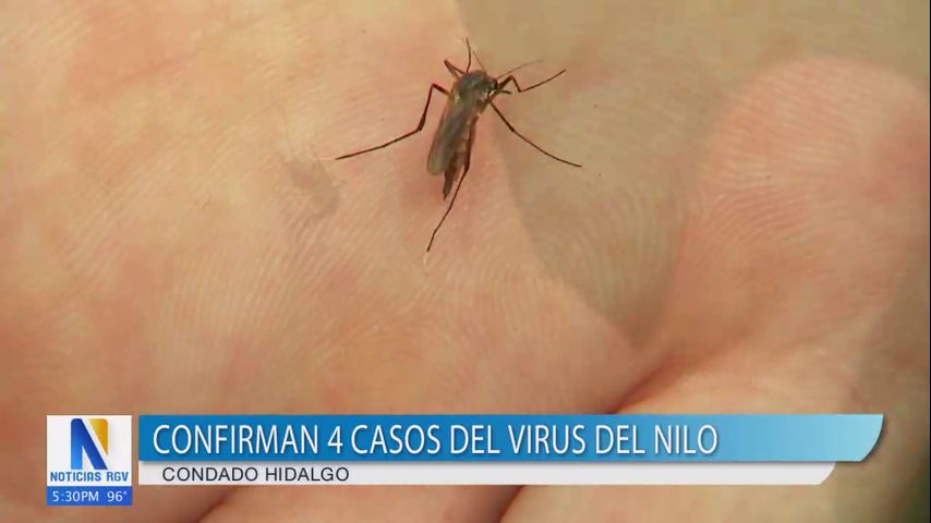 Investigan cuatro nuevos casos del virus del Nilo Occidental en el condado Hidalgo