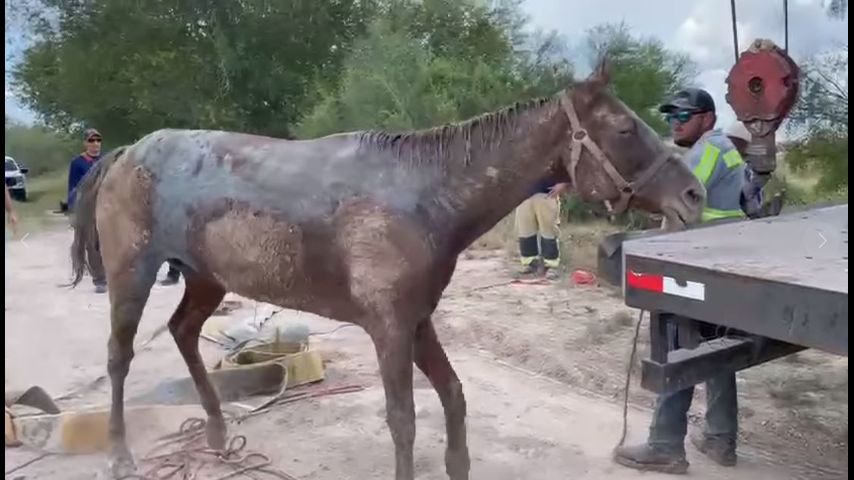 Horse rescued after being stuck in the mud for nearly 24 hours